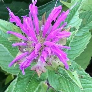 Meet your Posher, Marianne